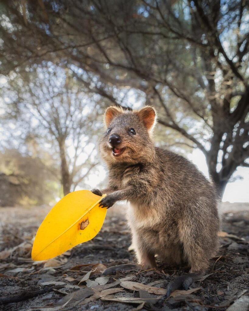 Квокка сумчатое животное